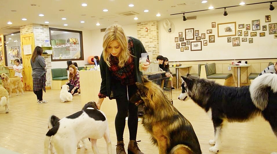 Dog Cafe | Bau House Dog Cafe Korea - BIIBIIBEAUTY - BRONWYN PAPINEAU 
