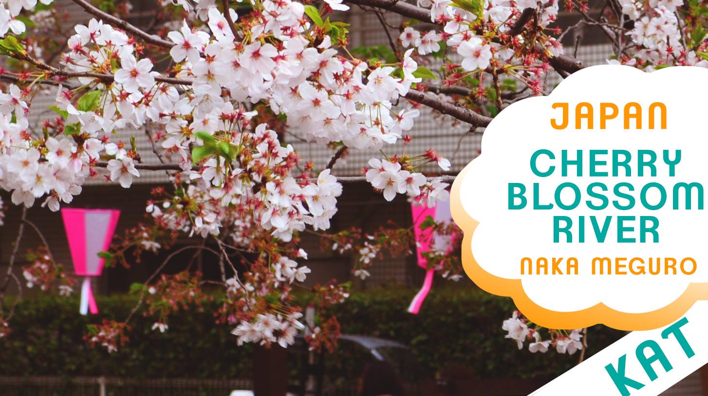 CHERRY BLOSSOMS IN JAPAN | NAKA MEGURO RIVER BiiBiiBeauty